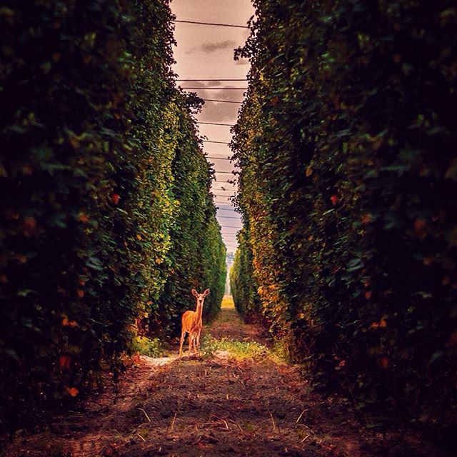 Had the extreme pleasure of spending a couple days out in the middle of nowhere Idaho, at the 2015 @gooseisland Hop Harvest this year! It really was such an awesome experience over all, and I couldn't be more thankful for all of the hospitality we received during our stay at the ranch. We got to tour the actual hop farms and the facility they use to process it all, allowing use a peak into how it all goes down at harvest time. And let me assure you it ain't no easy thing. The farm itself was really quite amazing and it had a peaceful demeanor to it. You could walk between the 18ft walls of hops, and just gaze at all the plant life that goes into the making of all your favorite IPAs. One early morning I woke at sunrise and went for a stroll through the enormous hop farms, only to find I was not the only one enjoying the early morning hours and its peaceful calm state. She stopped for a moment to check me out, and to be sure I meant no harm. After that moment it was as if nothing occurred between the two of us. A cool moment in the early hours of a hop farm of one of my favorite beers from Chicago. Yeah. It was pretty cool. Cheers! #elkmtnfarms #gooseisland #2015hopharvest